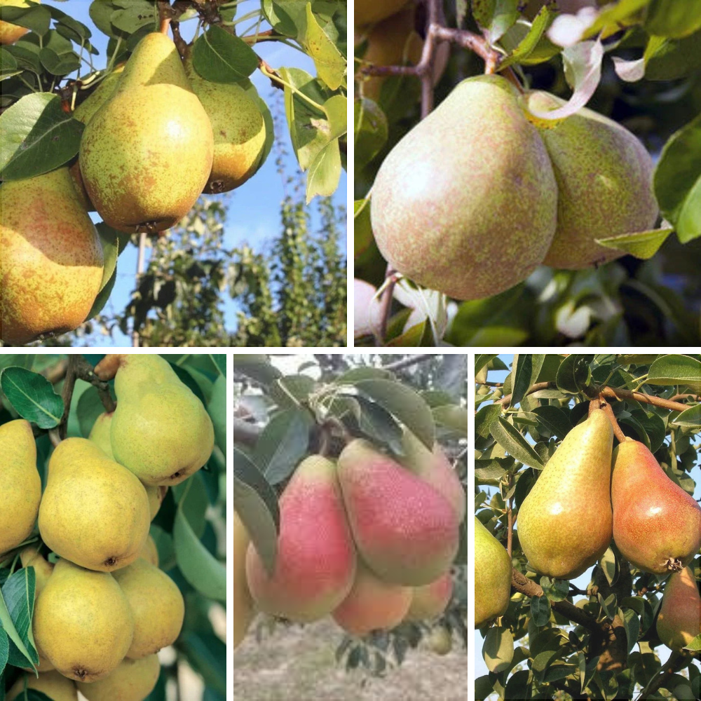 Pachet Mixt Păr 5 Bucăți