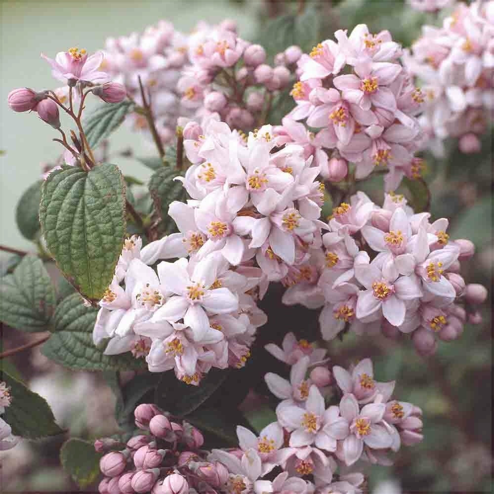 Дейция гибридная Mont Rose с нежно-розовыми цветами и зелёными листьями, крупным планом