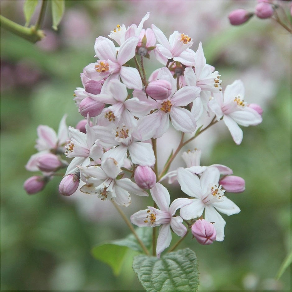 Дейция гибридная Mont Rose с розовыми и белыми цветками, крупный план на саду