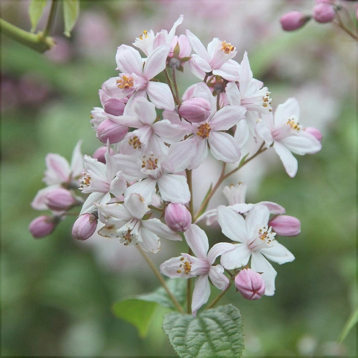 Deutzia Hybrid "Mont Rose" la Ghiveci, 1 Bucata