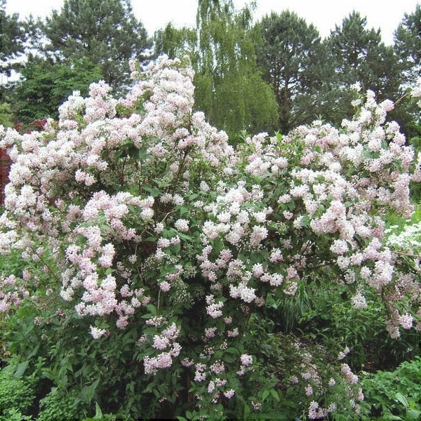 Куст дейции Mont Rose с розовыми цветками, декоративный садовый кустарник на улице