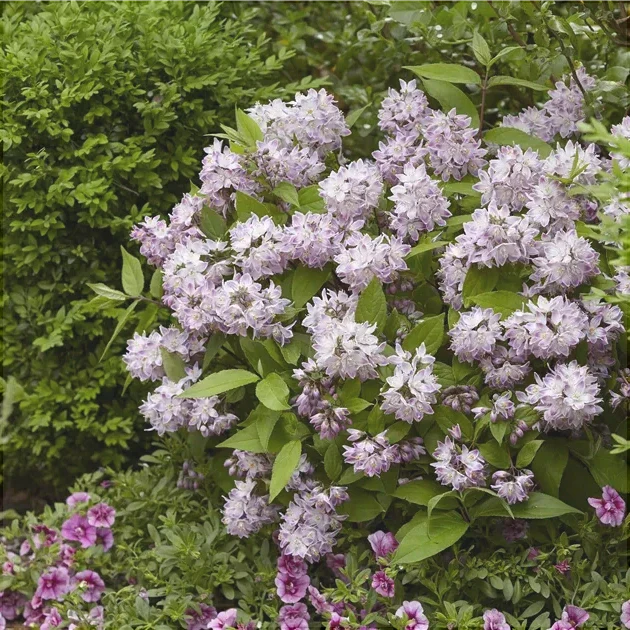 Deutzia Hybrid Raspberry Sundae с сиренево-розовыми цветами в саду, декоративный кустарник