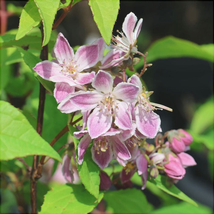 Deutzia Hybrid "Raspberry Sundae" la Ghiveci, 1 Bucata