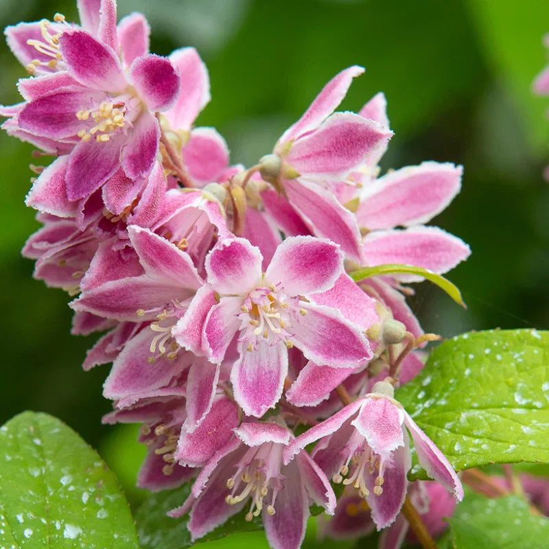 Deutzia Hybrid "Tourbillon Rouge" la Ghiveci de 3L, 1 Bucată