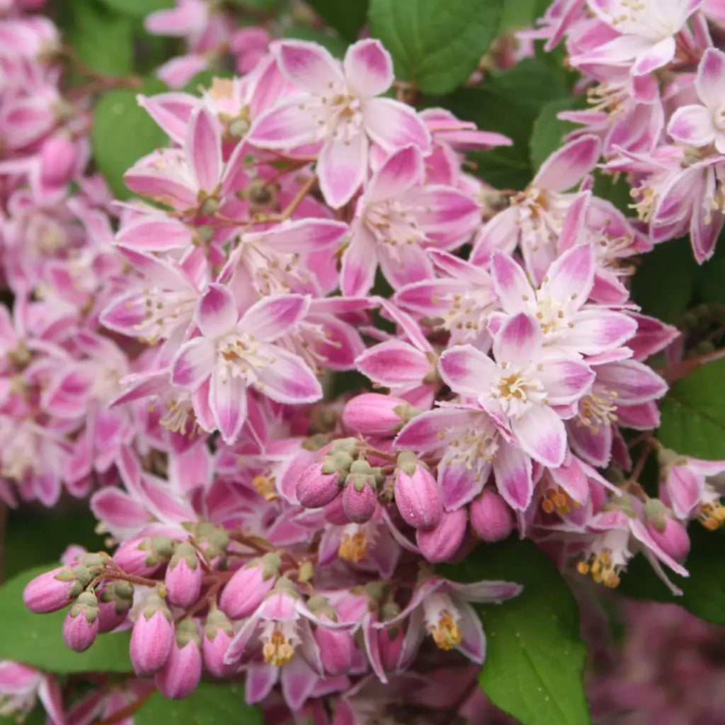 Deutzia Hybrid "Tourbillon Rouge" la Ghiveci de 3L, 1 Bucată