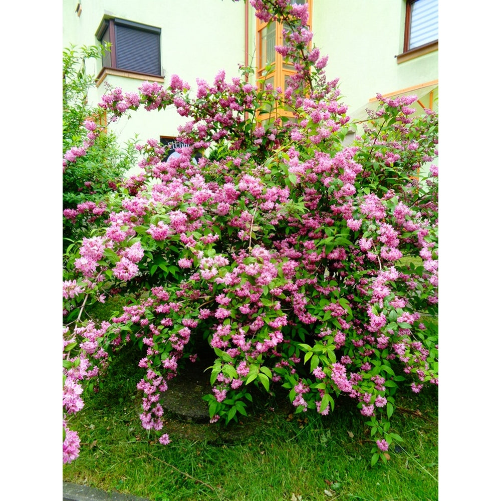 Deutzia Hybrid "Tourbillon Rouge" la Ghiveci de 3L, 1 Bucată