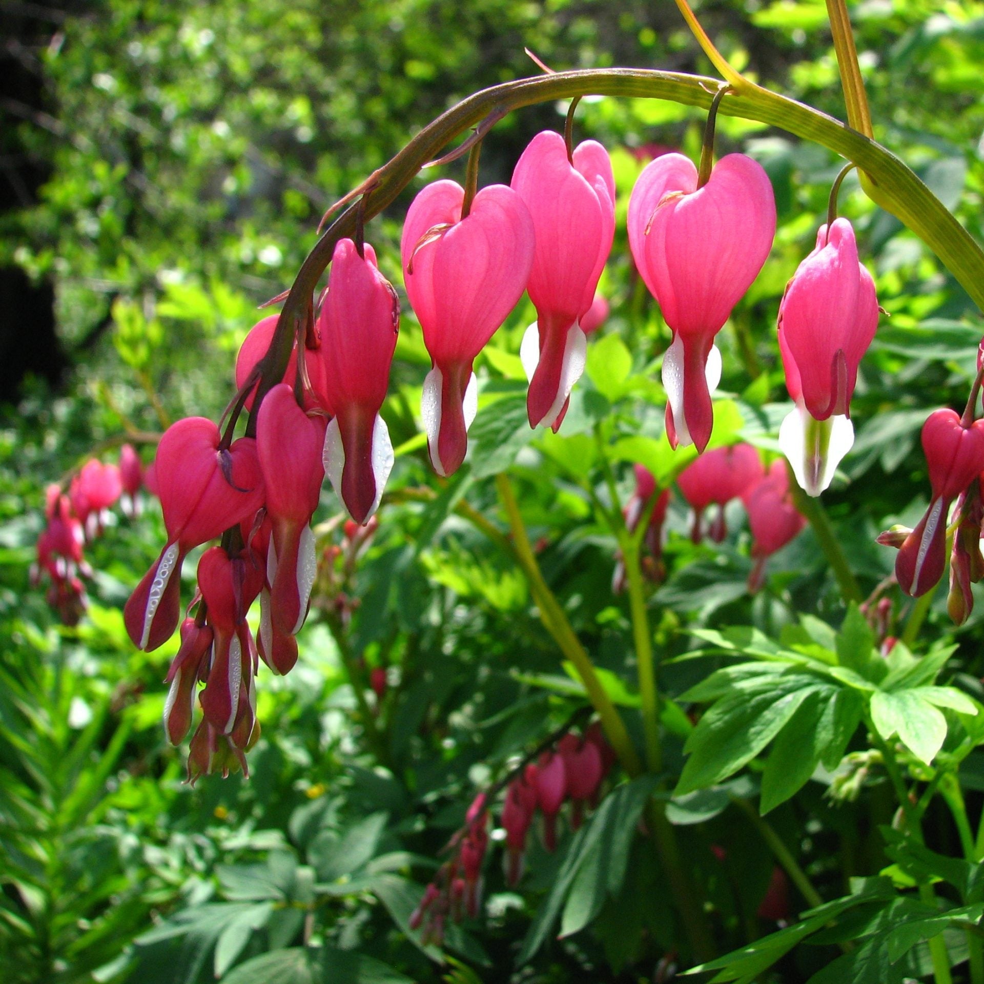 Розовые цветы дицентры великолепной (Dicentra spectabilis) на фоне зелёных листьев в саду
