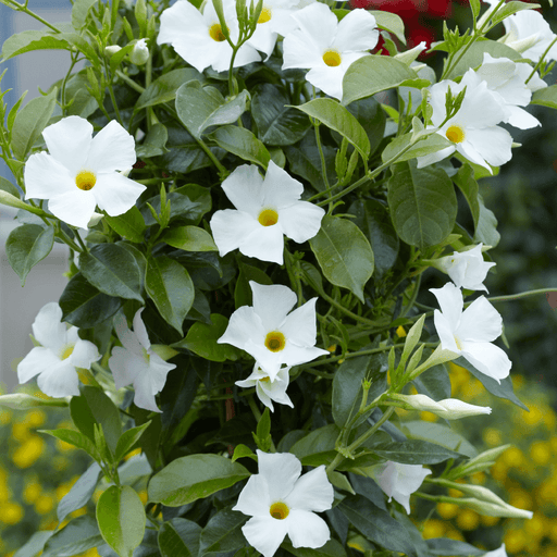 Dipladenia Alba in Ghiveci, 1 Bucata