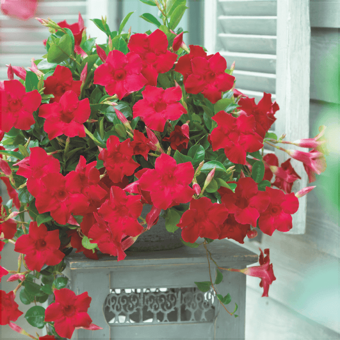 Dipladenia Rosie in Ghiveci, 1 Bucata