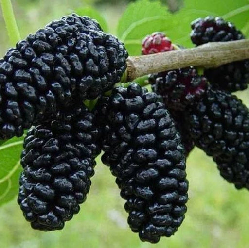 Dud Negru, Anul 2, 1 Bucata la ghiveci
