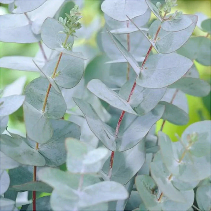 Eucalipt de Iarna, ''Eucalyptus Gunii'', la Ghiveci de 3L, 1 Bucata