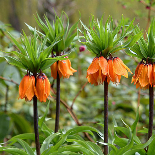 Bulbi de Fritillaria "Prolifera Imperialis", 1 Bucata