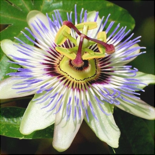 Floarea Pasiunii "Caerulea"