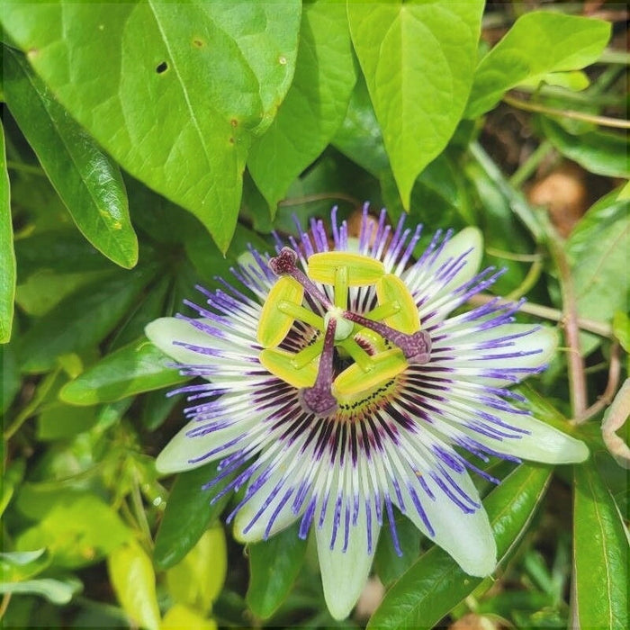 Floarea Pasiunii "Caerulea"