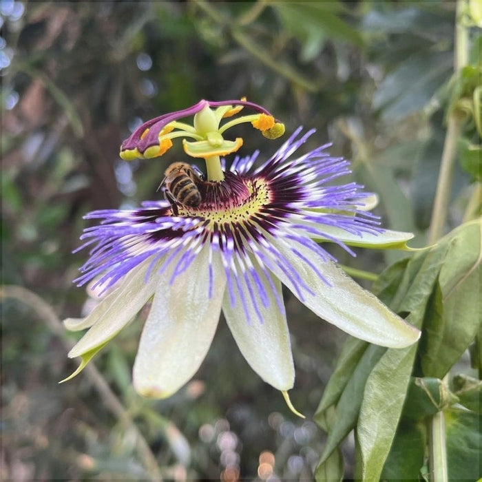 Floarea Pasiunii "Caerulea"