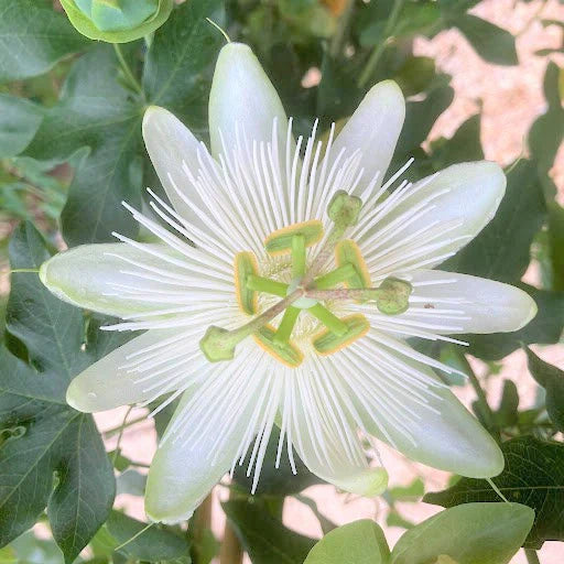 Floarea Pasiunii "Passiflora", Alba