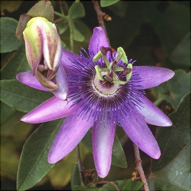 Floarea Pasiunii "Passiflora", Mov