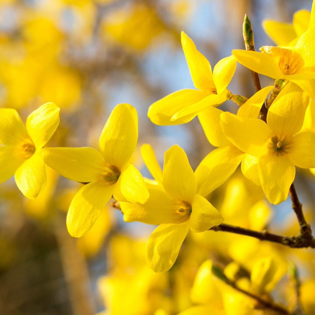 Forsythia,1 Bucata