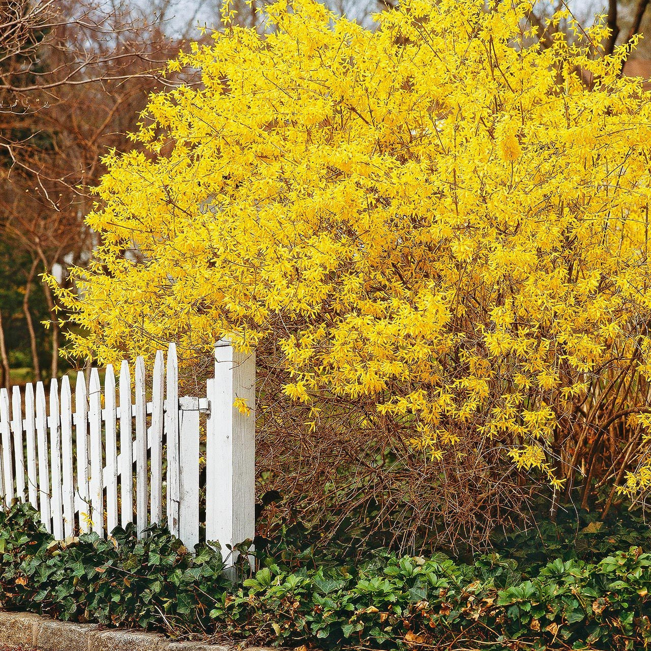 Forsythia,1 Bucata