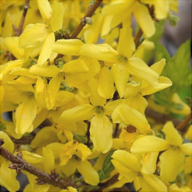 Forsythia "Fiesta", 1 Bucată