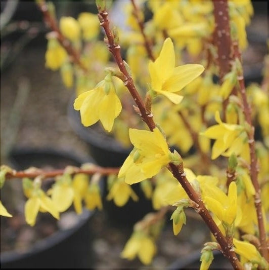 Forsythia "Fiesta", 1 Bucată
