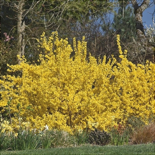 Forsythia "Fiesta", 1 Bucată