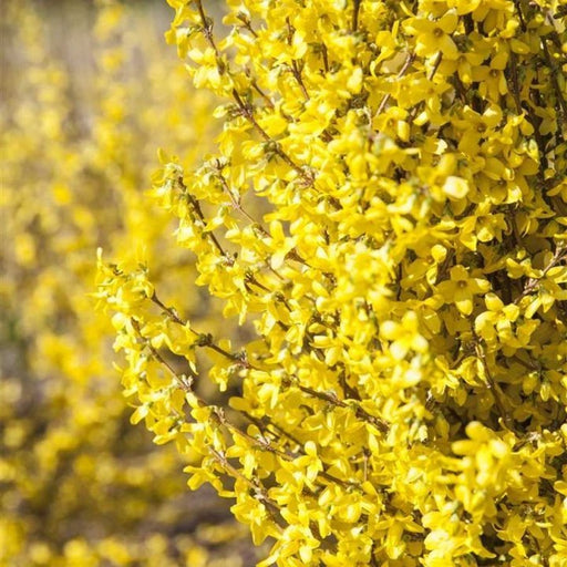 Forsythia "Goldrausch", la Ghiveci de 3L, 1 Bucata