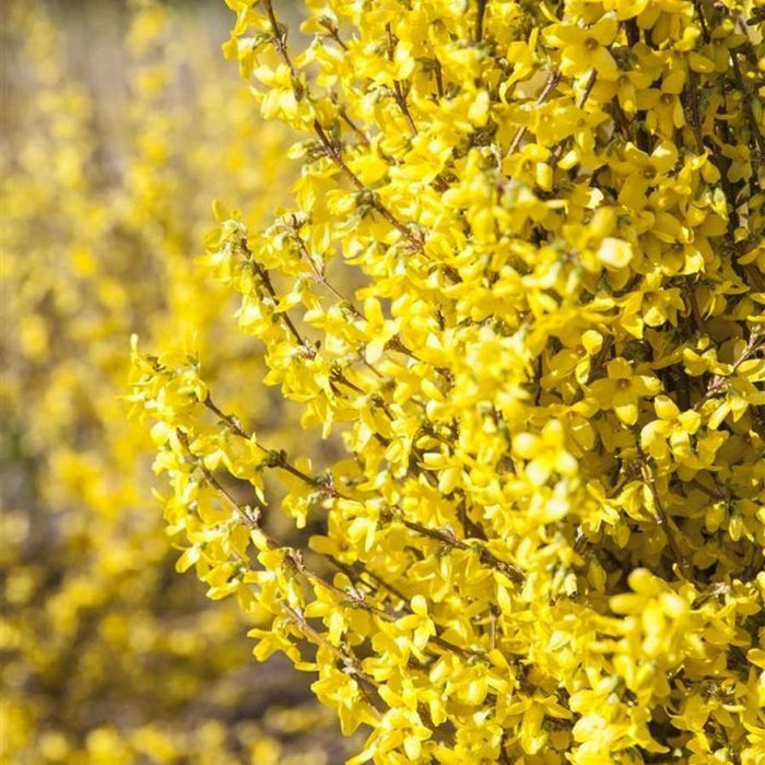 Forsythia "Goldrausch", la Ghiveci de 3L, 1 Bucata