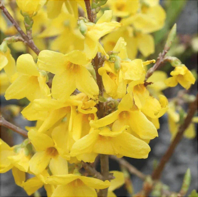 Forsythia "Lynwood Variety", 1 Bucata