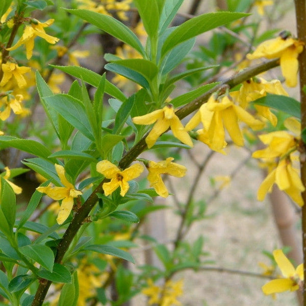 Forsythia "Suspensa", 1 Bucata