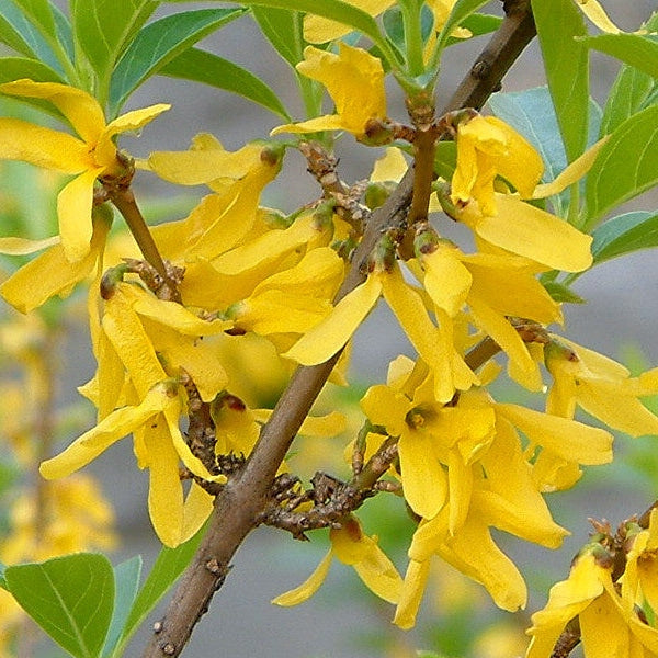 Forsythia "Suspensa", 1 Bucata