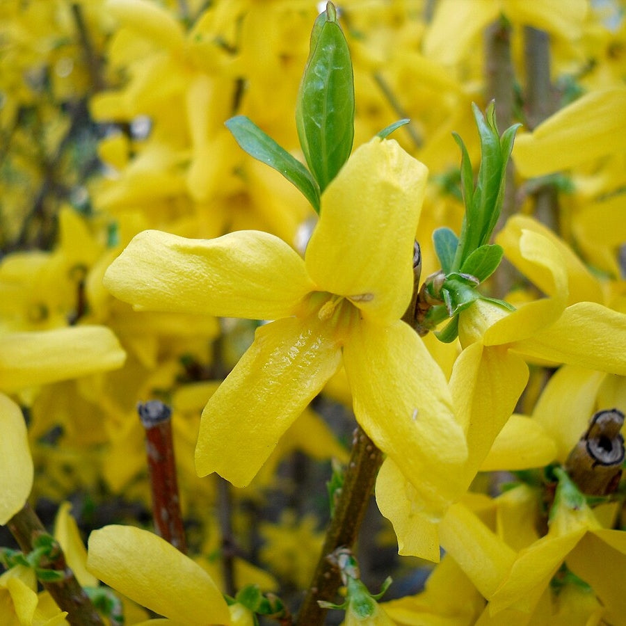 Forsythia "Suspensa", 1 Bucata