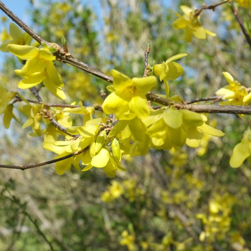 Forsythia Suspensa "Nymans",1 Bucata