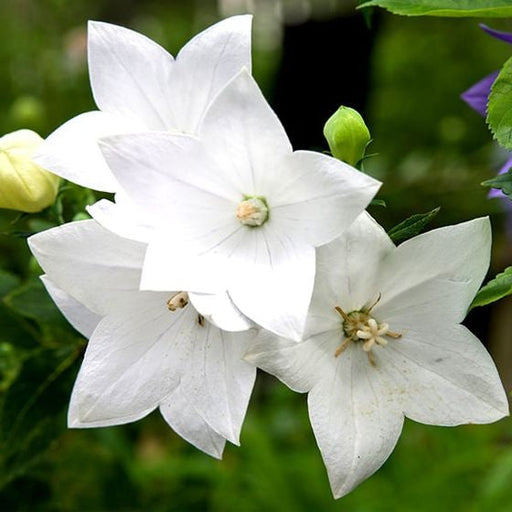 Floarea Balon ''Platycodon Fuji White''