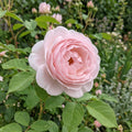 Trandafir Butaș Teahibrid "Lovely Rokoko"