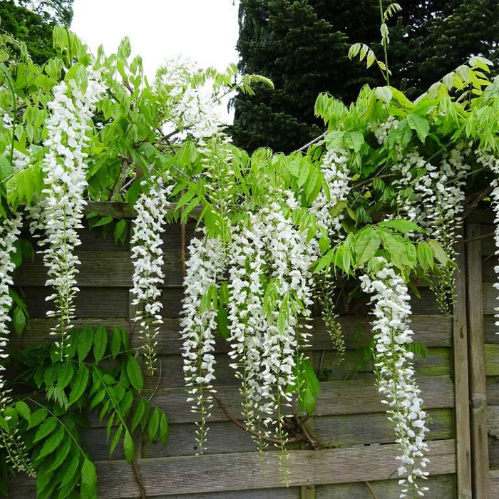 Glicina Alba , 80-100 cm