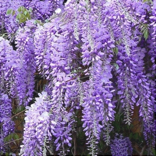 Glicina, Mov, 80-100 cm