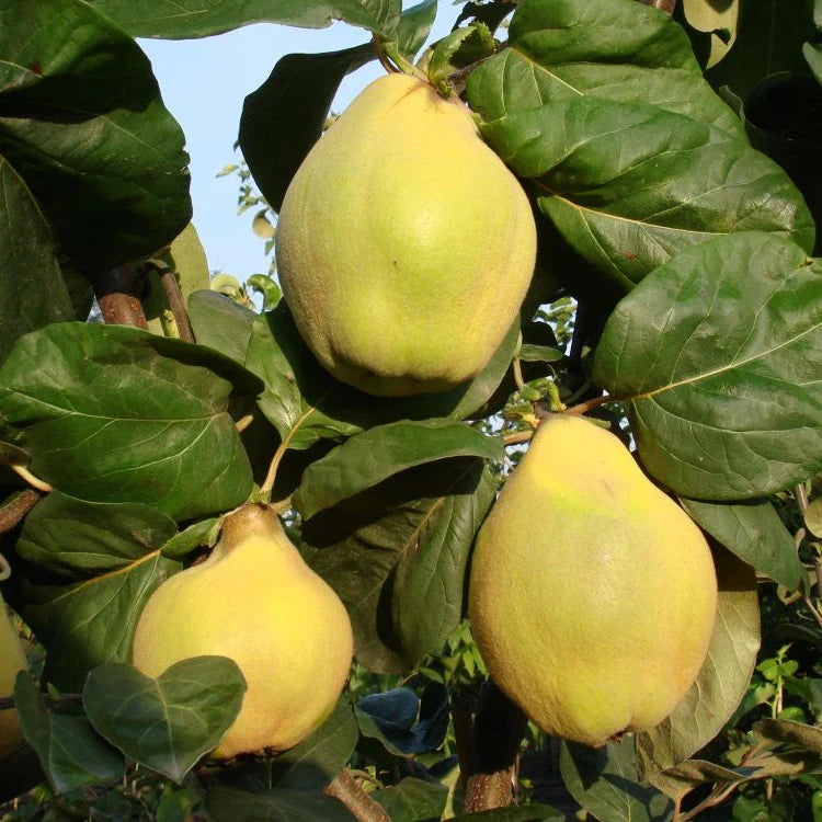 Плоды айвы Берецки крупные жёлтые на дереве, сад, зелёные листья