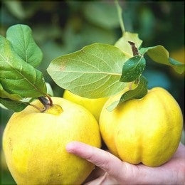 Созревшие айвы с листьями на ветке, крупный план, фруктовый сад