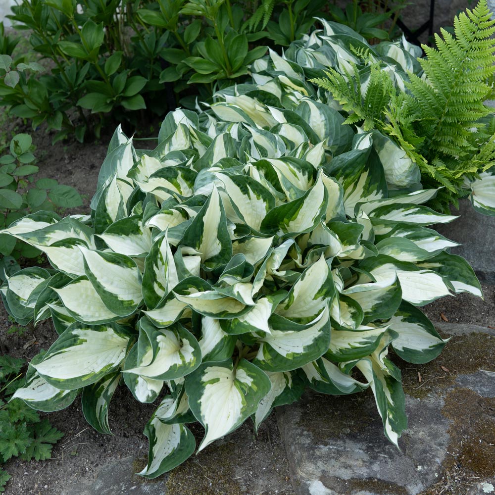 Hosta "Fire&Ice" , la ghiveci