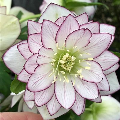 Helleborus Moonlit Edge la ghiveci