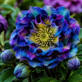 Helleborus cu flori duble "Rainbow Sky" – 1 buc