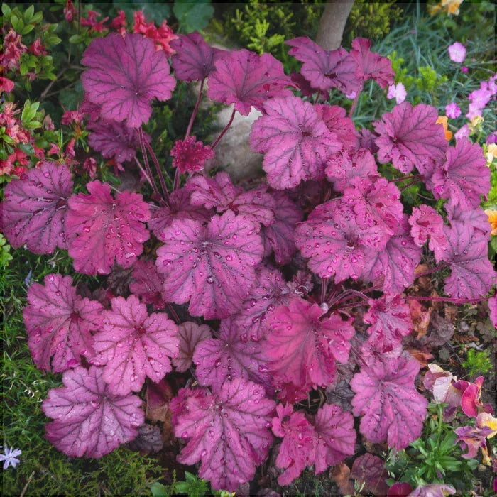 Heuchera Palace Purple