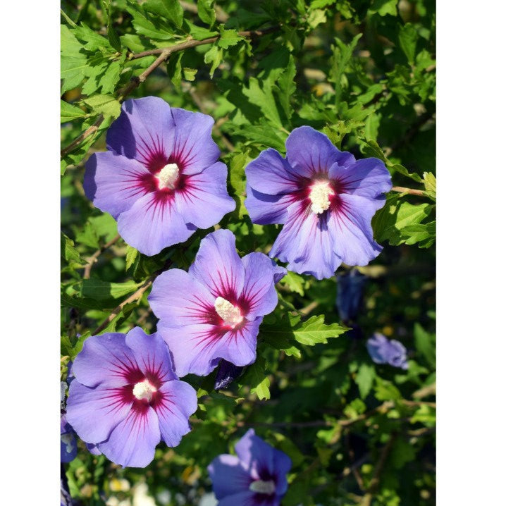 Hibiscus, la Ghiveci de 3L, 1 Bucată