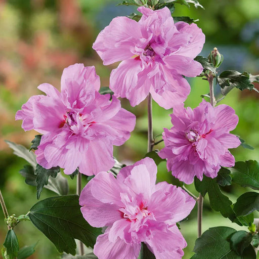 Hibiscus, la Ghiveci