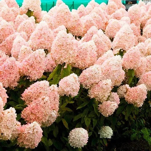 Hortensia Arbustiva Paniculata "Phantom" ,la ghiveci P9