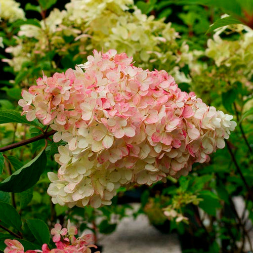 Hortensia Arbustiva Paniculata "Phantom" ,la ghiveci P9