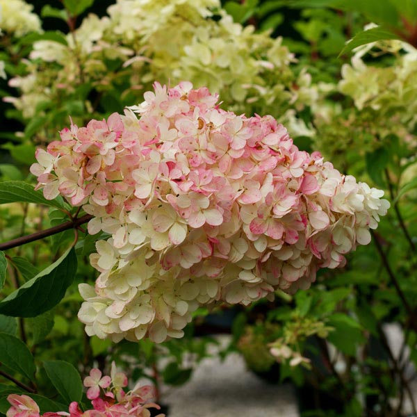 Hortensia Arbustiva Paniculata "Phantom" ,la ghiveci P9