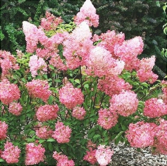 Гортензия метельчатая Pink Lady с крупными розовыми соцветиями в саду