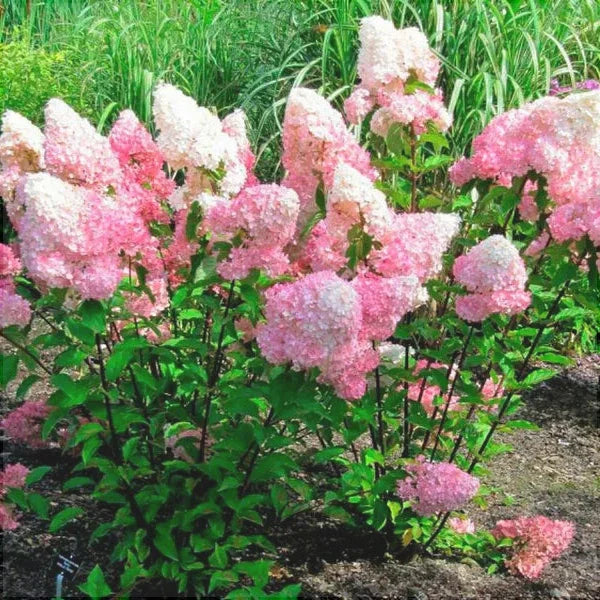 Гортензия метельчатая Pink Lady с розово-белыми соцветиями в саду